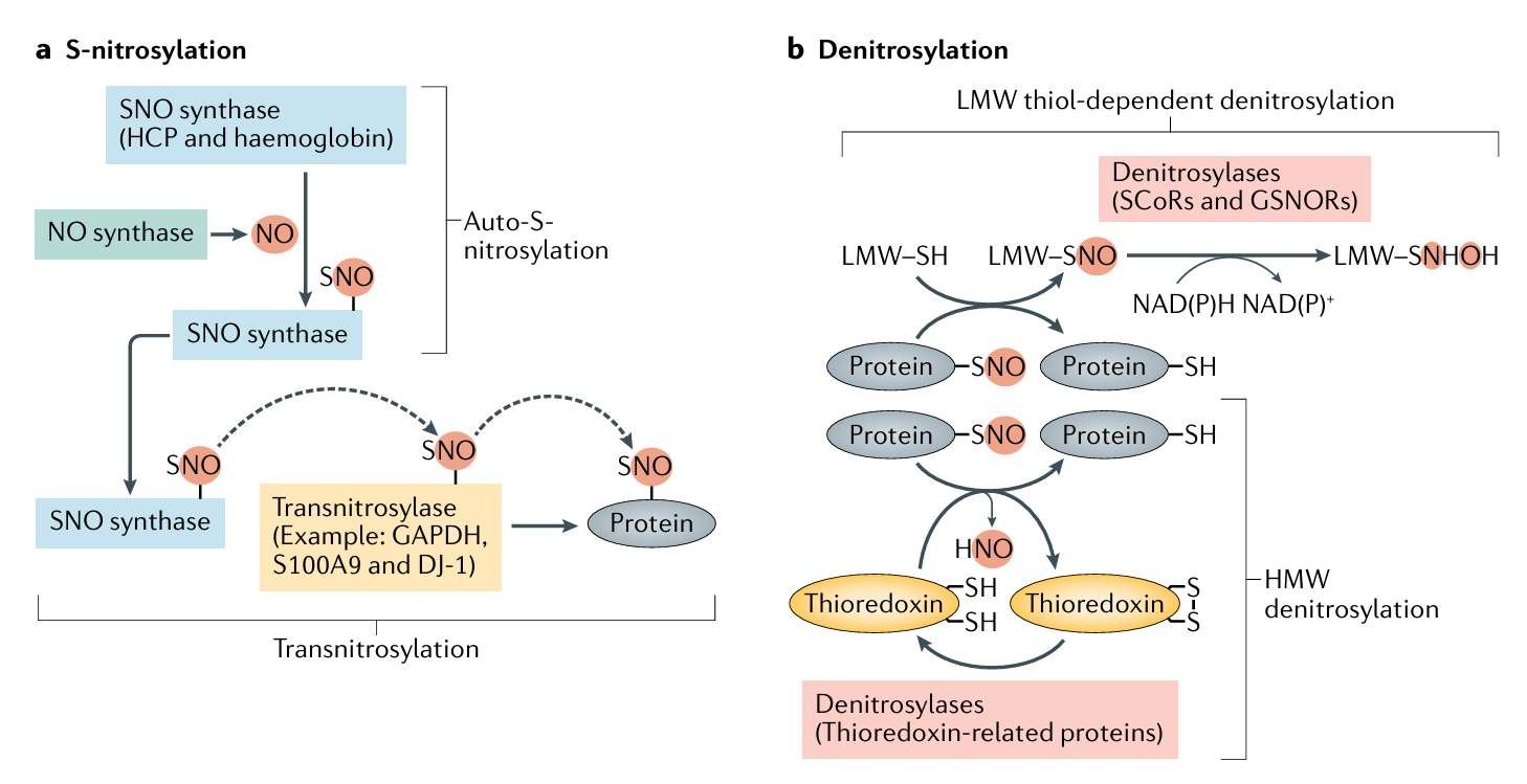 s-nitrosylation-analysis-service1