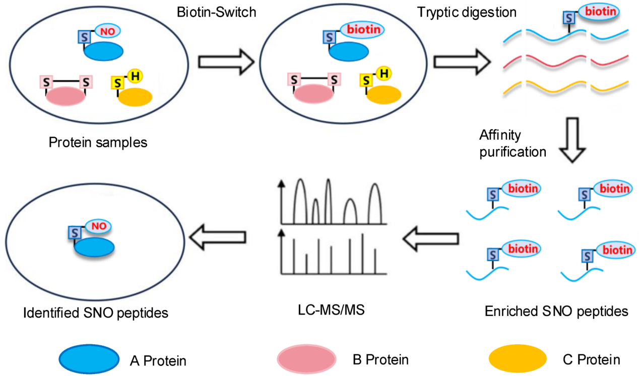 s-nitrosylation-analysis-service2