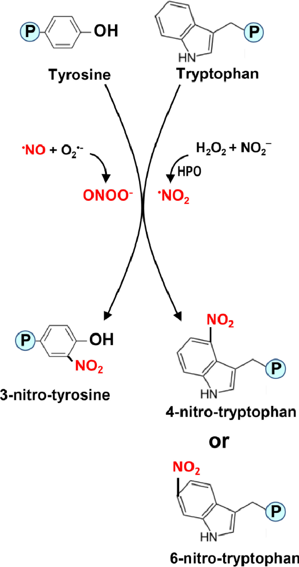 nitration-analysis-service1