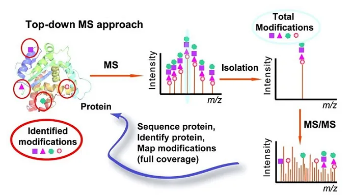 1970425038344146944-top-down-based-glycoprotein-analysis-service1.webp