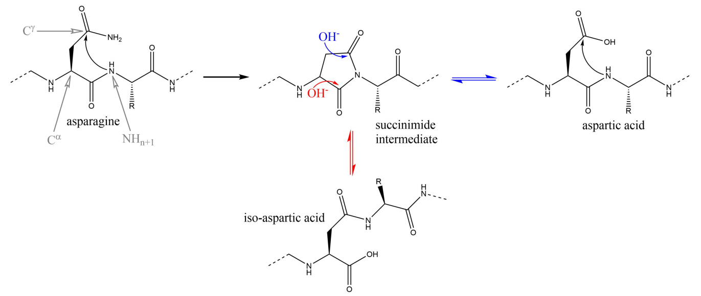 1970687177835270144-antibody-deamidation-and-isomerization-analysis-service1.PNG