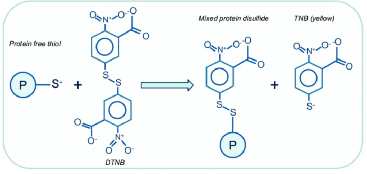 free-thiol-group-analysis-service1