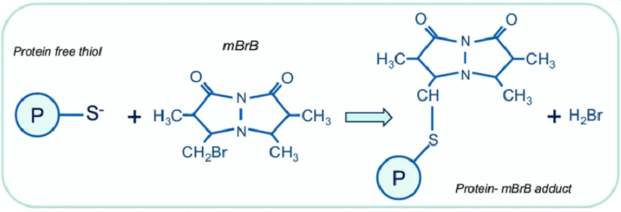 free-thiol-group-analysis-service2