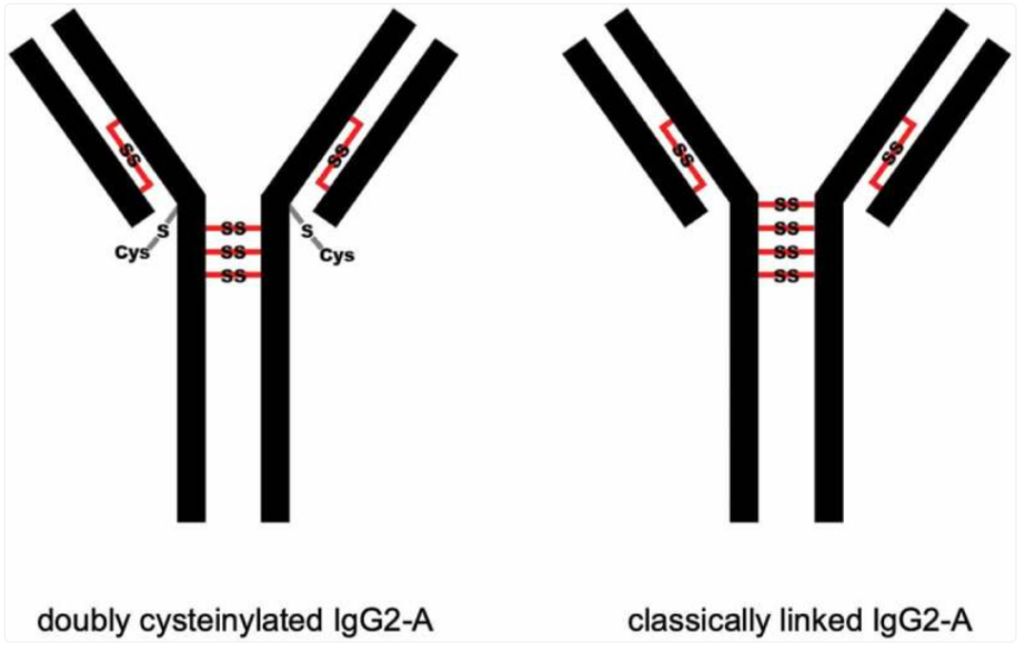cysteinylation-analysis-service1