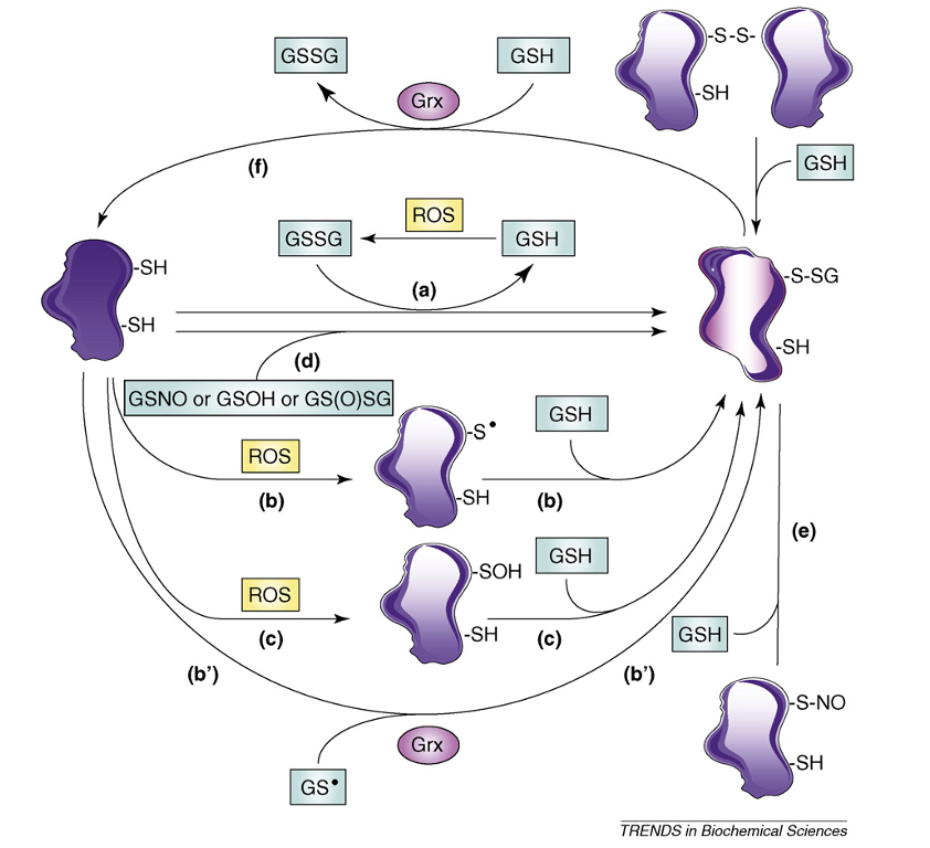 s-glutathionylation-analysis-service1