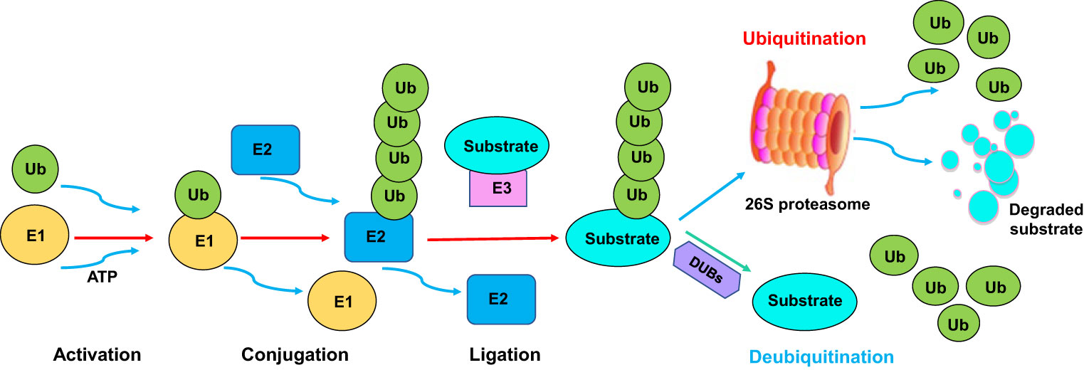 1971044551712428032-4d-ubiquitination-proteomics-service1.jpg