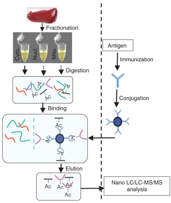 1971047059327406080-acetylated-peptide-enrichment-service1.png
