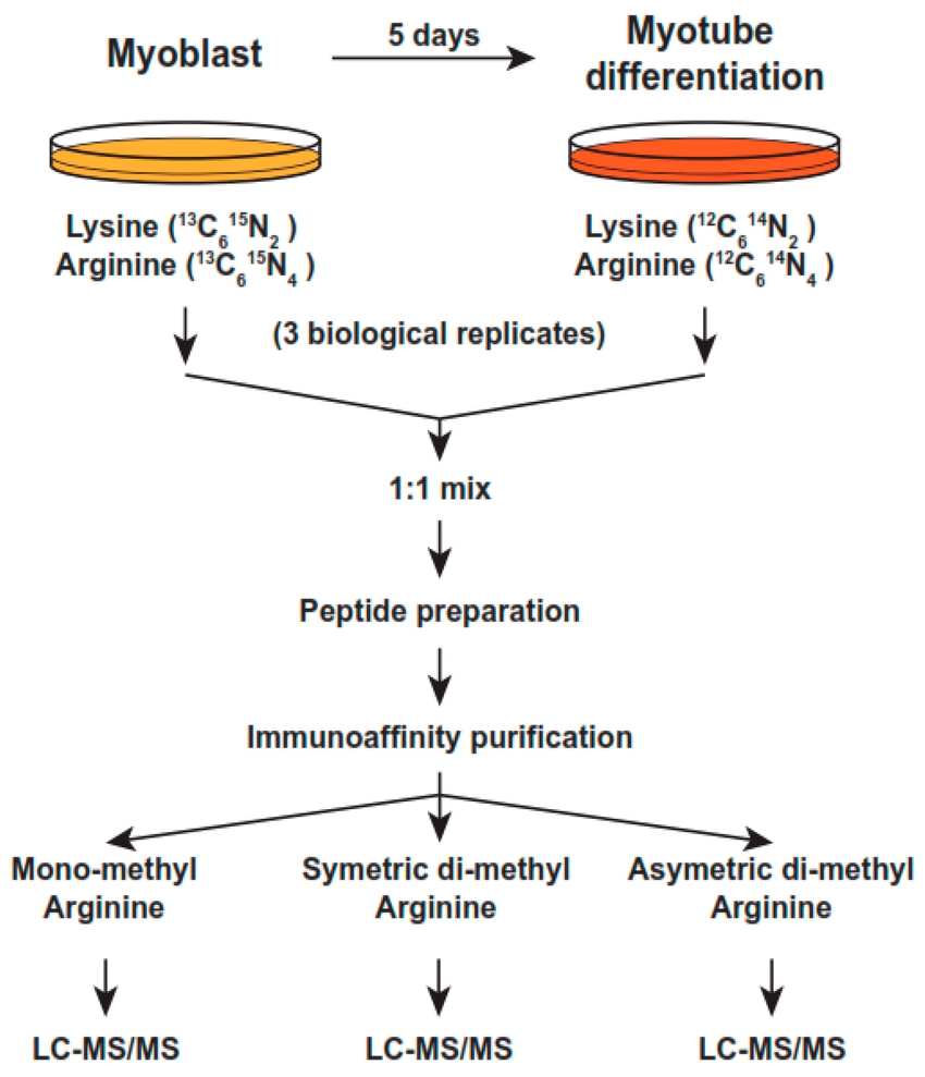 1971136472053043200-quantitative-methyl-proteomics-service1.jpg