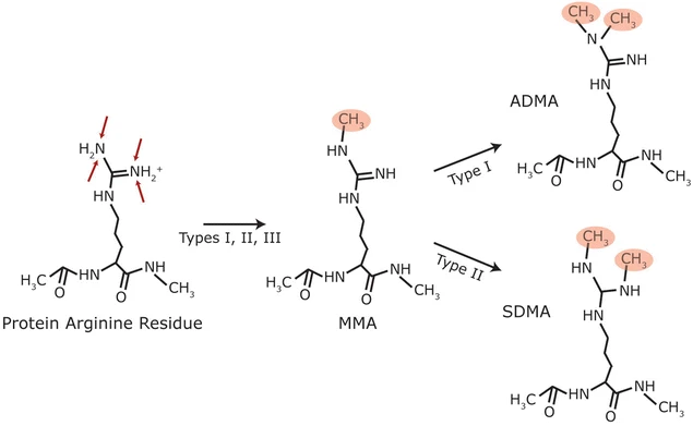 1971088654877708288-4d-methylation-proteomics-service1.png