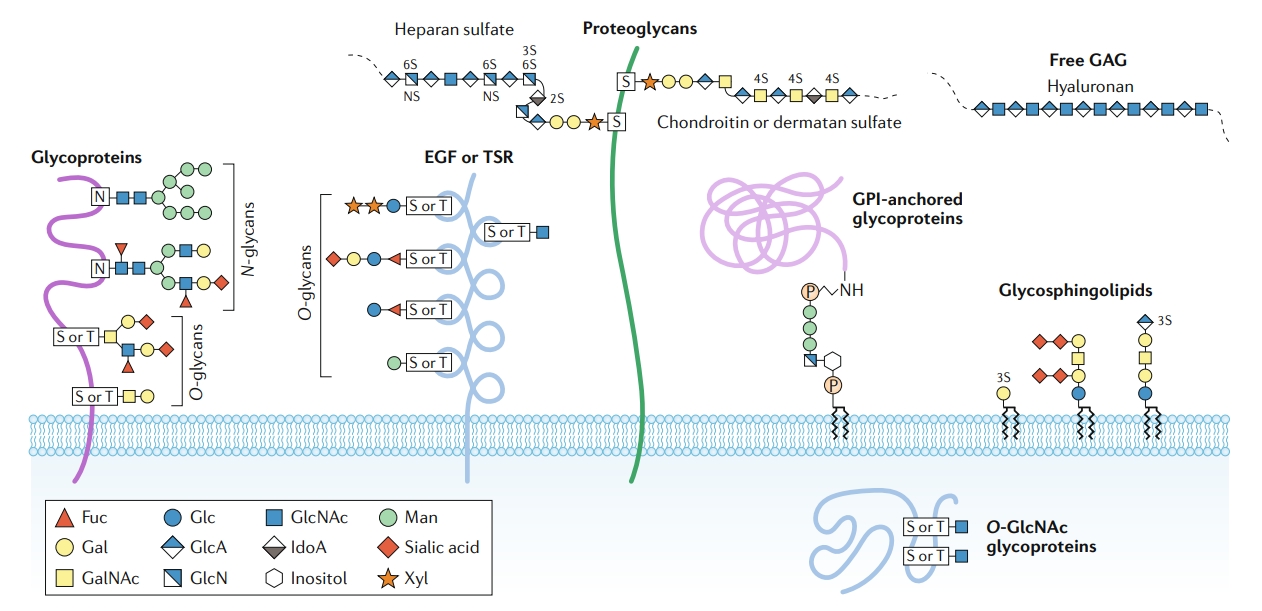 1971107804241055744-4d-glycosylation-proteomics-service1.jpg