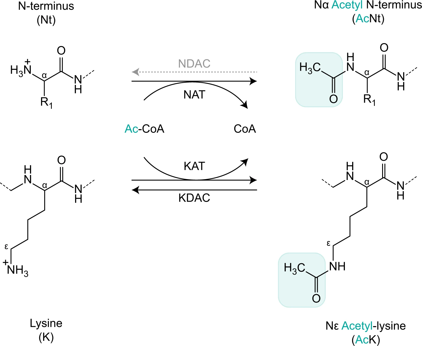 1971413376245026816-integrative-proteomics-acetyl-analysis-service1.png