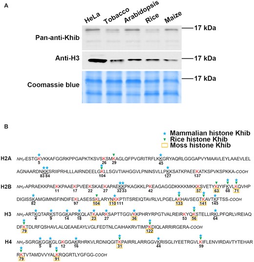 1971452864300175360-histone-2-hydroxyisobutyrylation-analysis-service1.jpeg