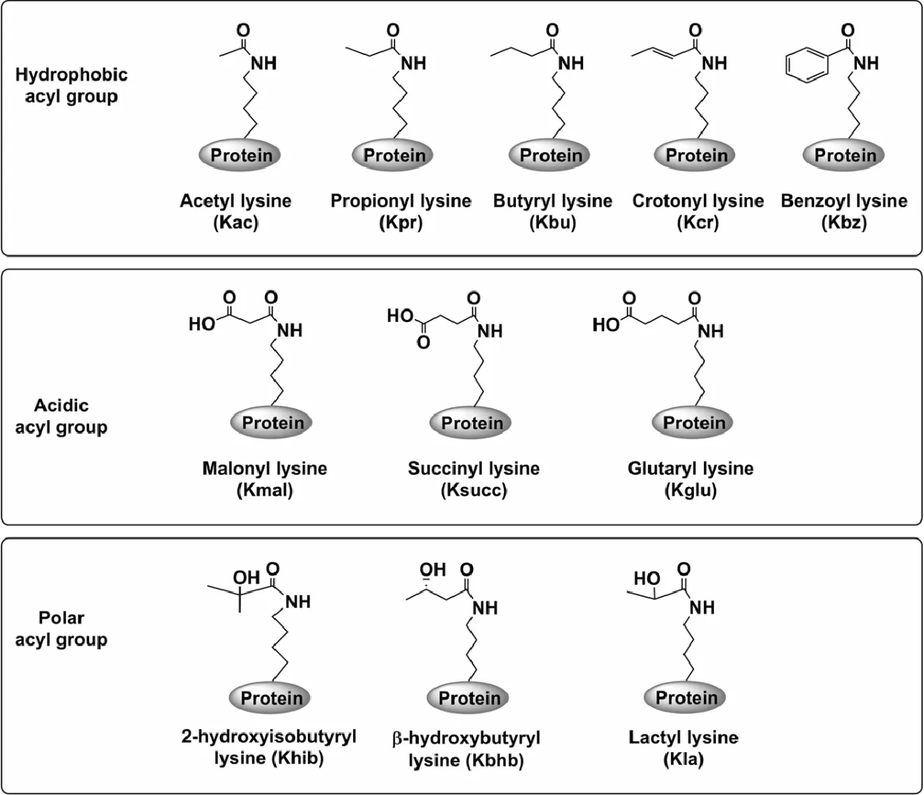 1972134124131569664-acylation-lipidation-analysis-service1.png