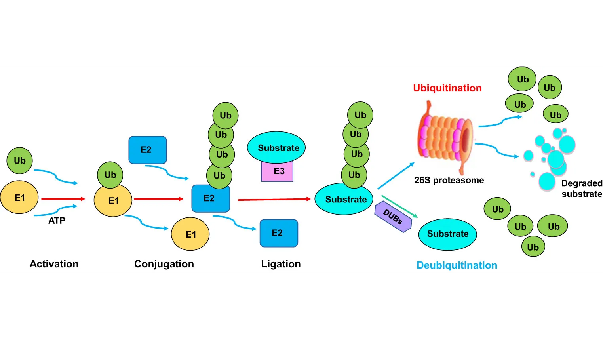 1972187779585134592-4d-post-translational-modifications-proteomics-service3.PNG