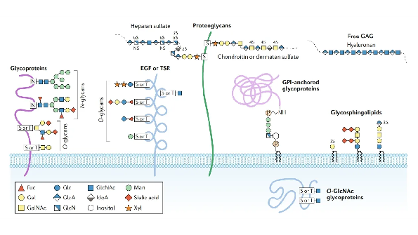 1972187893691174912-4d-post-translational-modifications-proteomics-service5.PNG