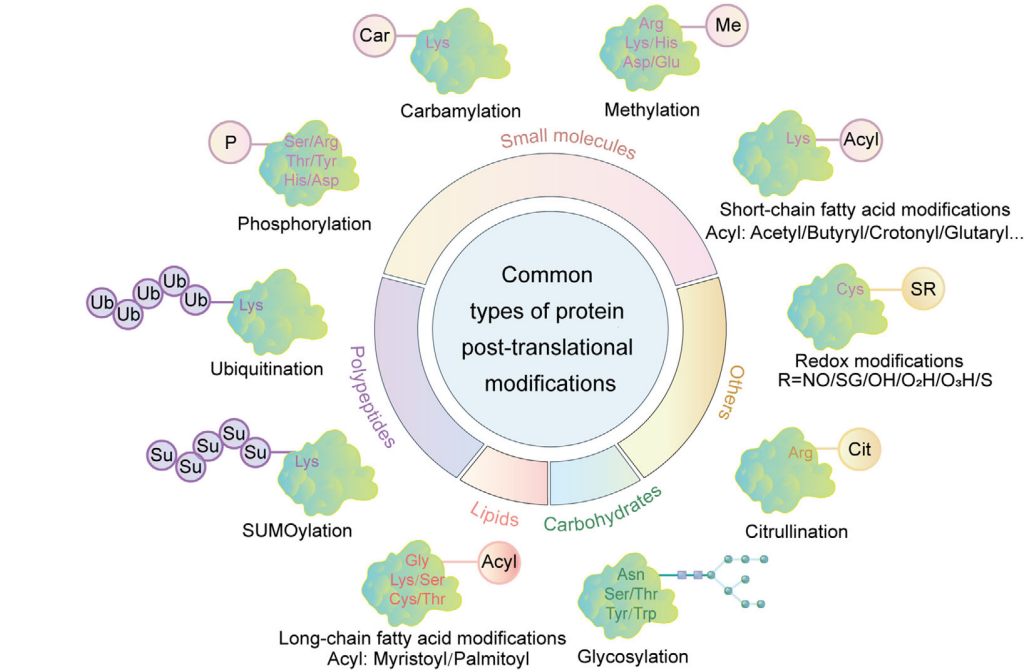 1972554573562892288-post-translational-modifications-ptm-analysis-service1.PNG