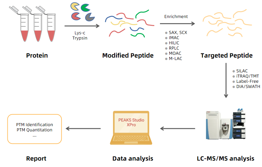 1972554643519688704-post-translational-modifications-ptm-analysis-service2.PNG