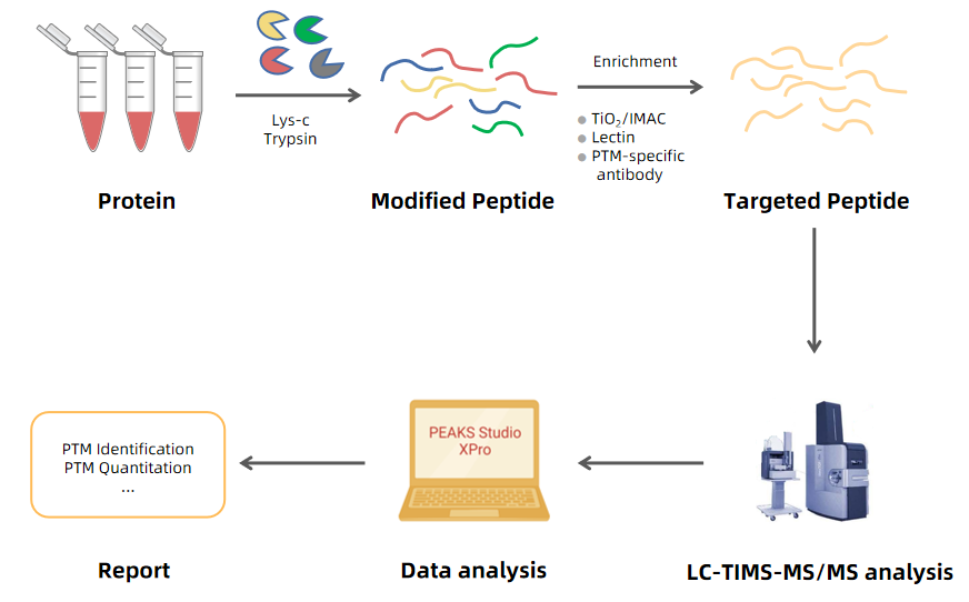 1972566724155396096-4d-post-translational-modifications-proteomics-service6.PNG
