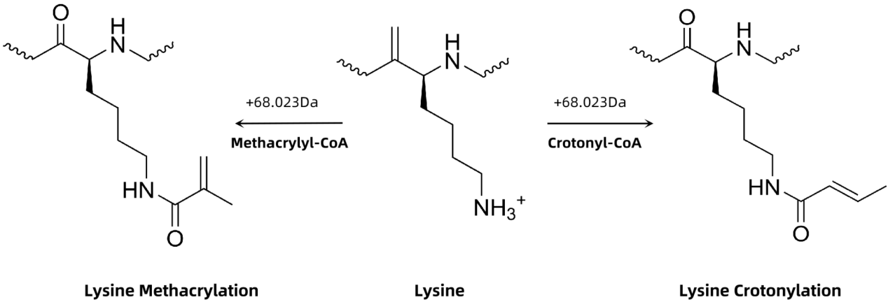methacrylation-kmea-analysis-service1