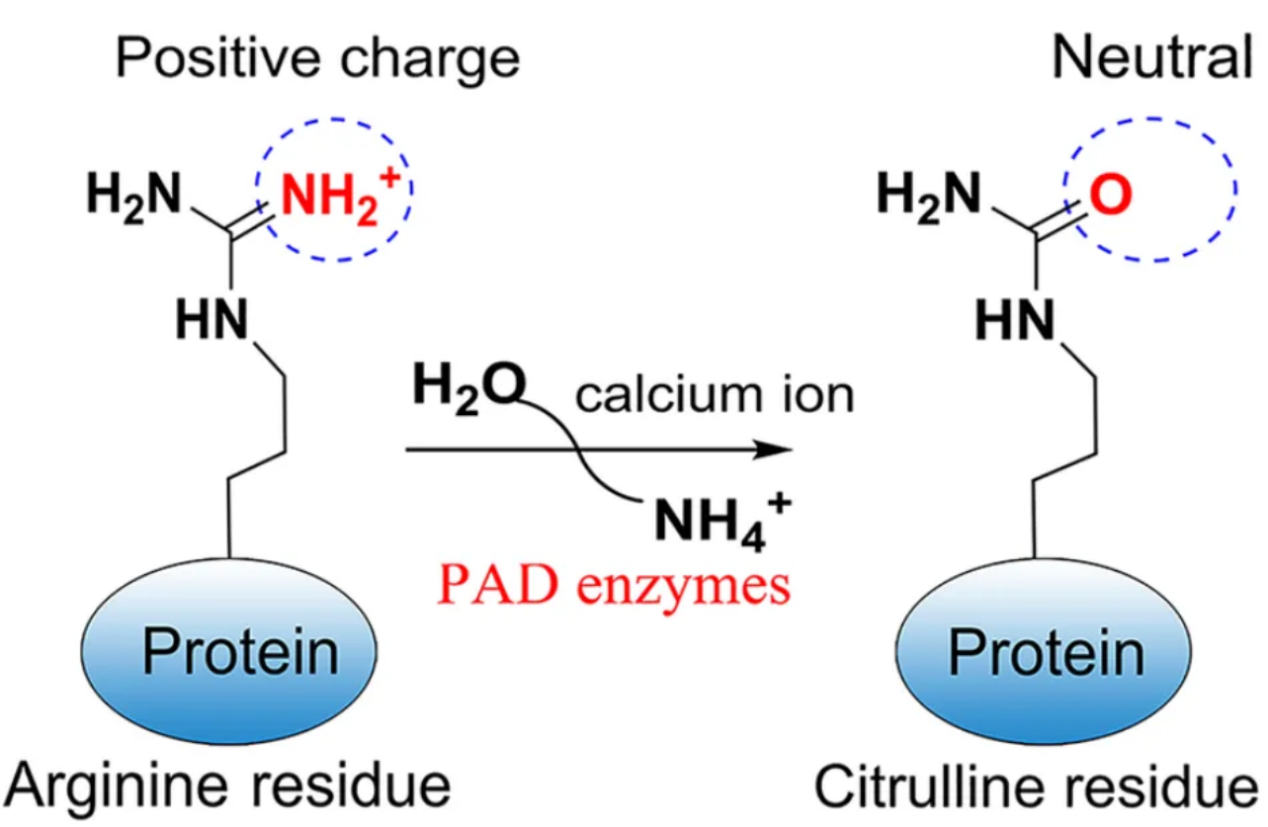 citrullination-analysis-service1