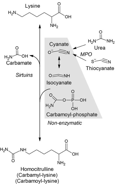 carbamylation-analysis-service1