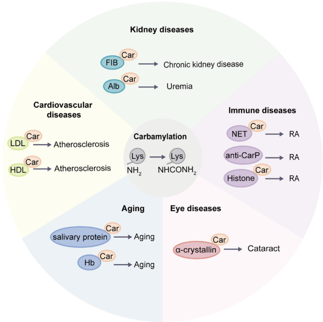 carbamylation-analysis-service2