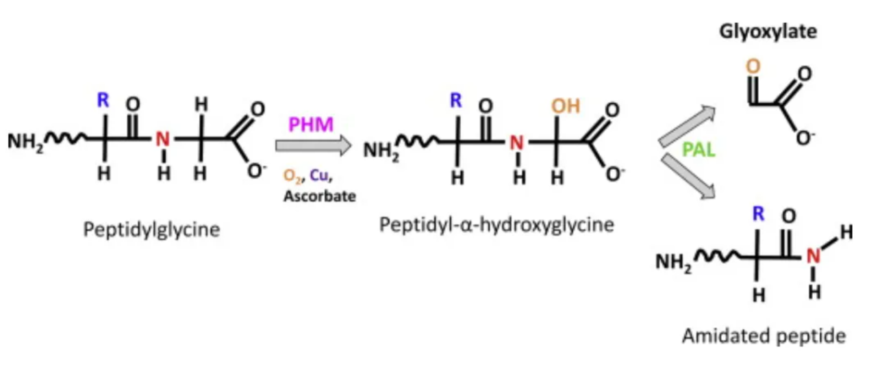 amidation-analysis-service1