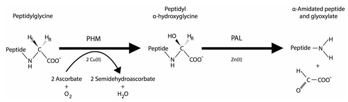 a-amidated-peptides-analysis-service1