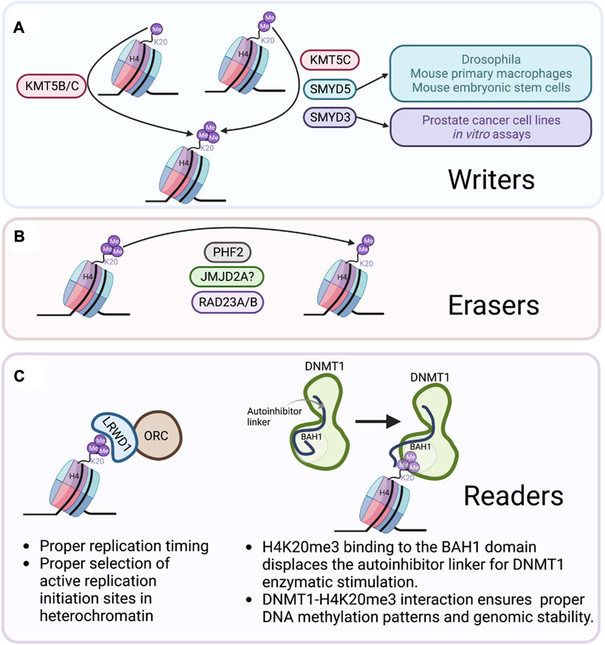 1972131706778013696-histone-trimethylation-analysis-service1.jpg