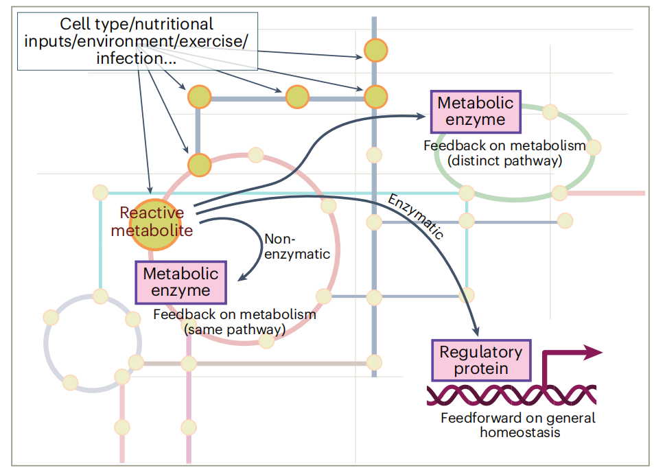 1972231753263861760-integrative-ptms-and-metabolomics-analysis-service1.PNG