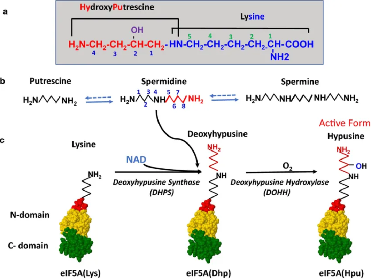hypusine-formation-analysis-service1