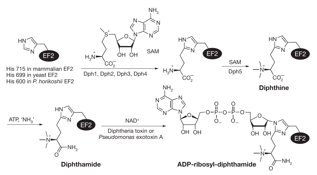 diphthamide-analysis-service1