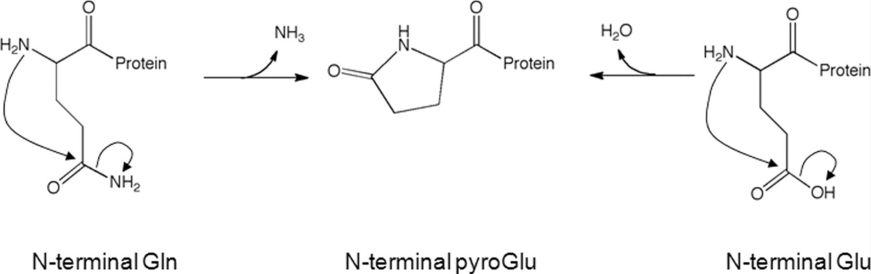 pyroglutamate-formation-analysis-service1