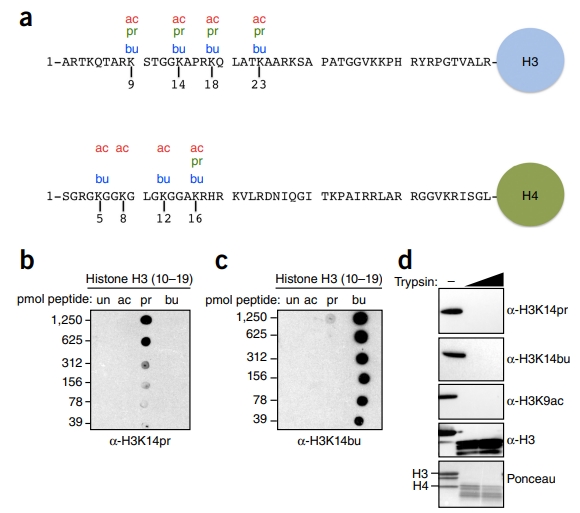 1972225107108155392-histone-propionylation-analysis-service1.jpg