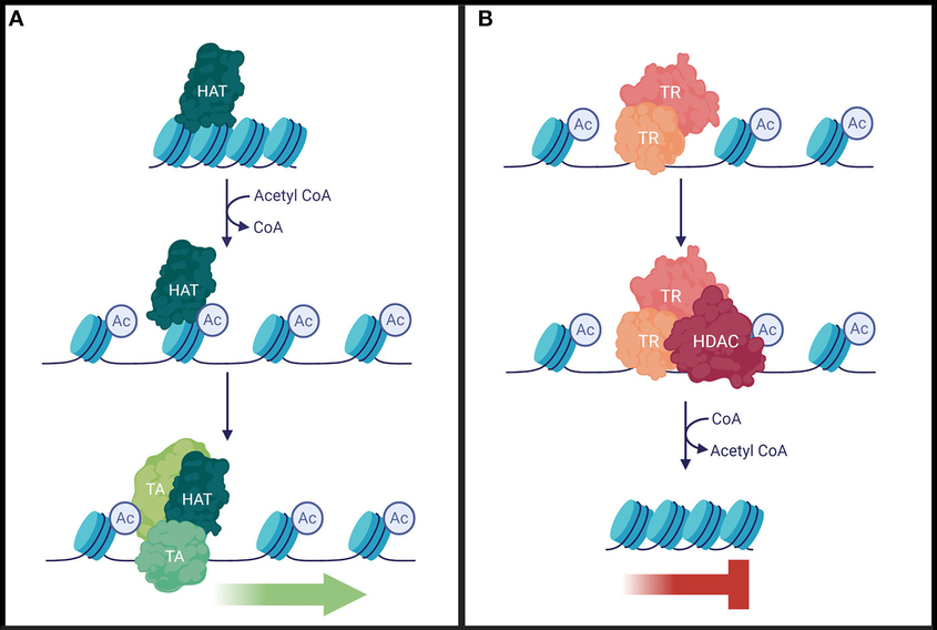 1972588134718361600-histone-acetylation-analysis-service1.png