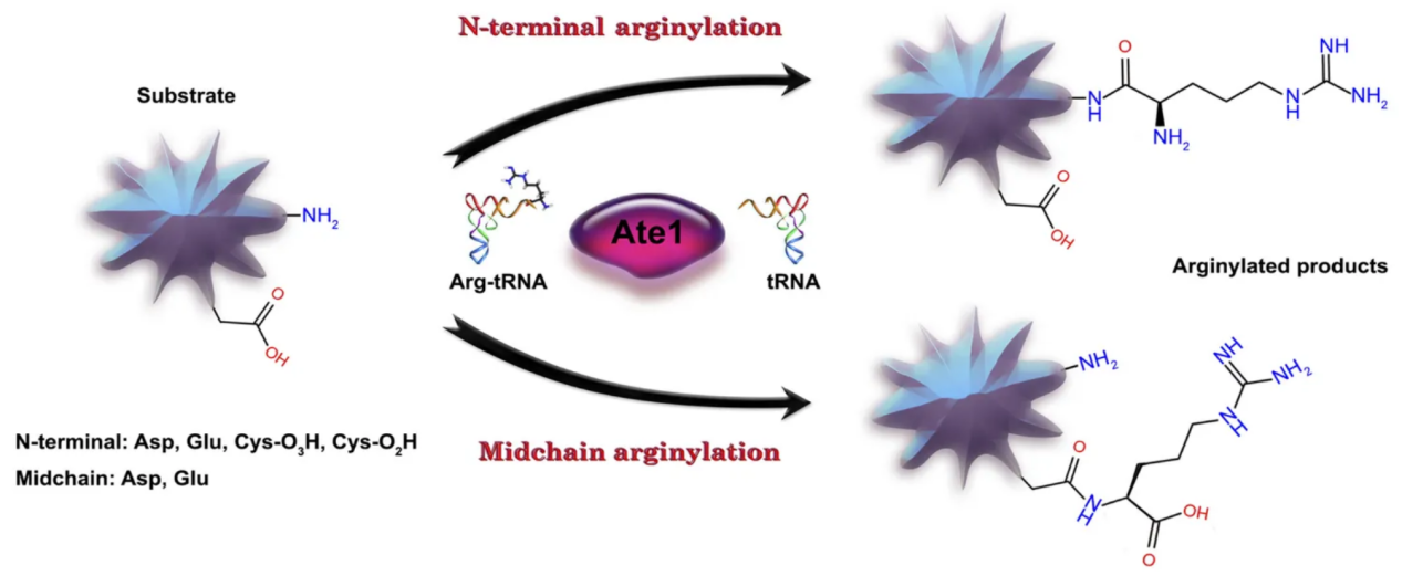 arginylation-analysis-service1