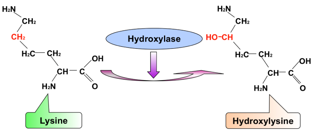 collagen-lysine-hydroxylation-and-cross-linking-analysis-service1