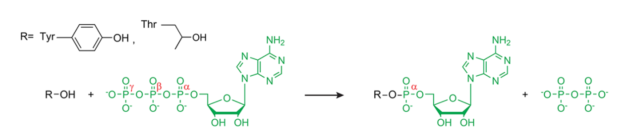 adenylylation-analysis-service1