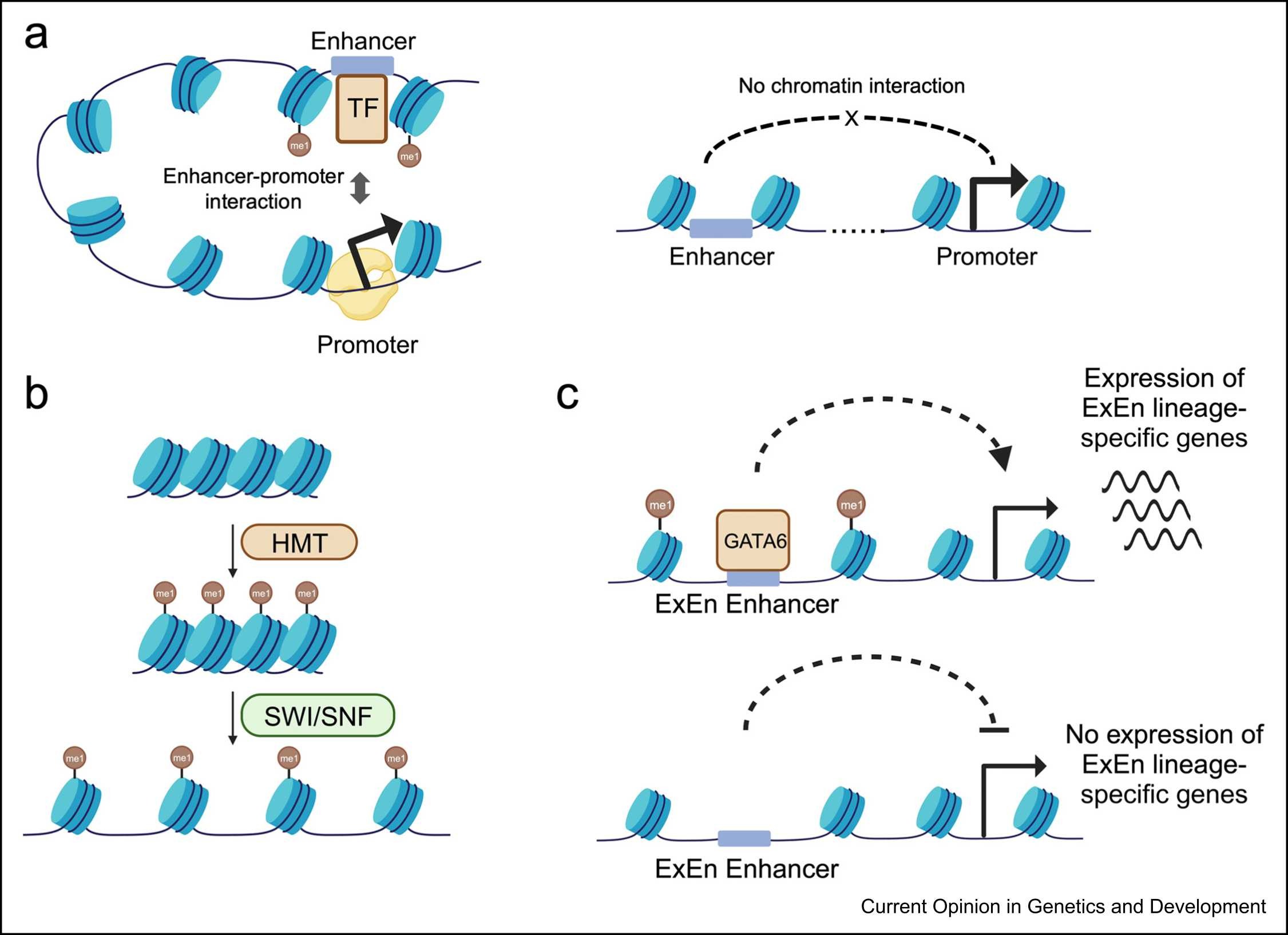 1972923152741289984-histone-monomethylation-analysis-service1.jpg