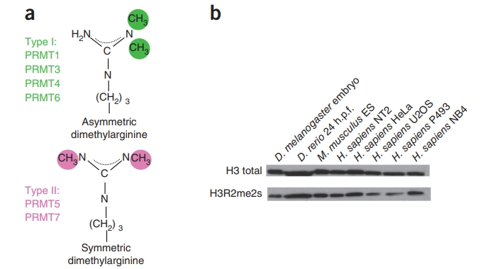 1972924676020228096-histone-symmetric-dimethylation-analysis-service1.jpg