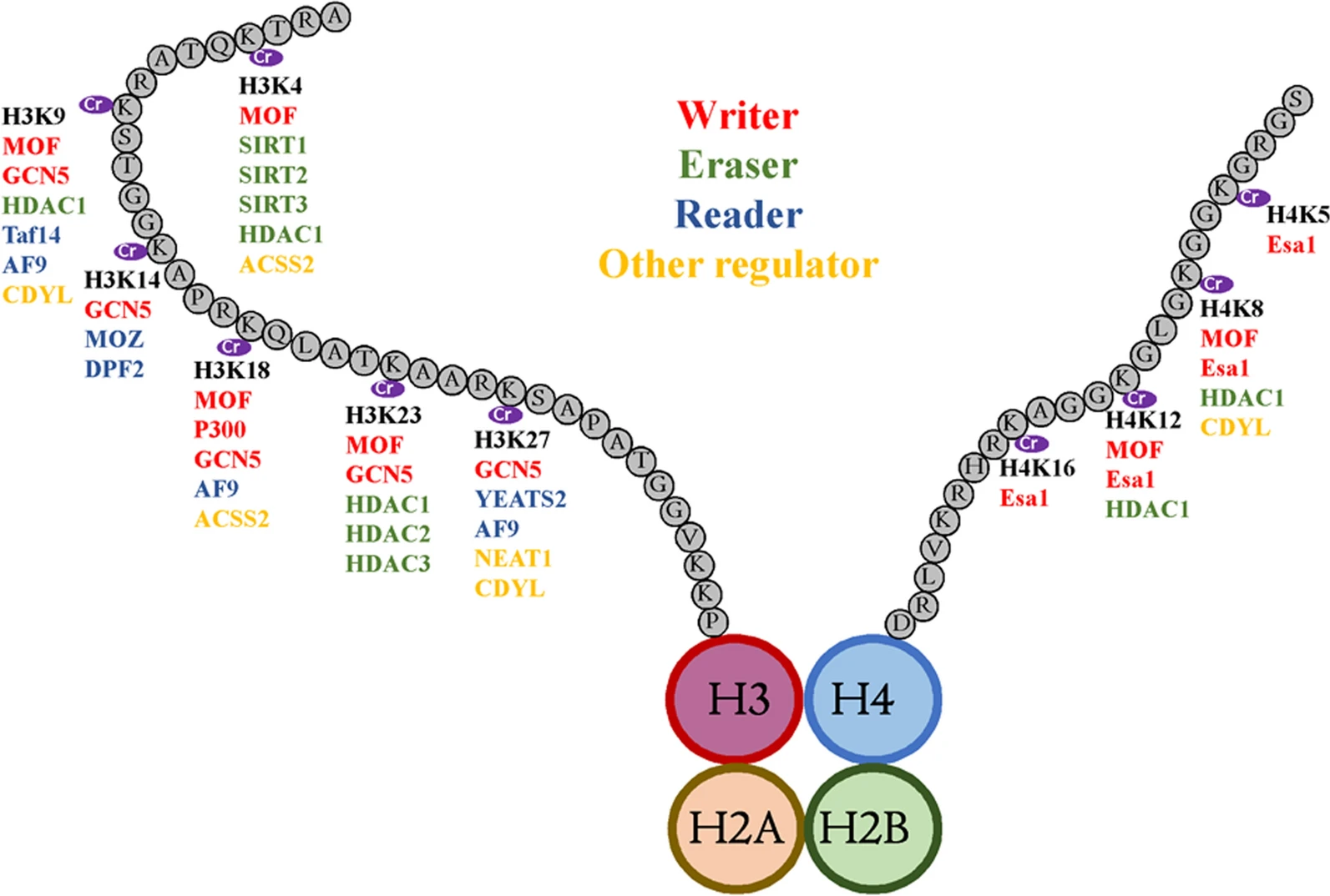 1972951428406824960-histone-crotonylation-analysis-service1.png