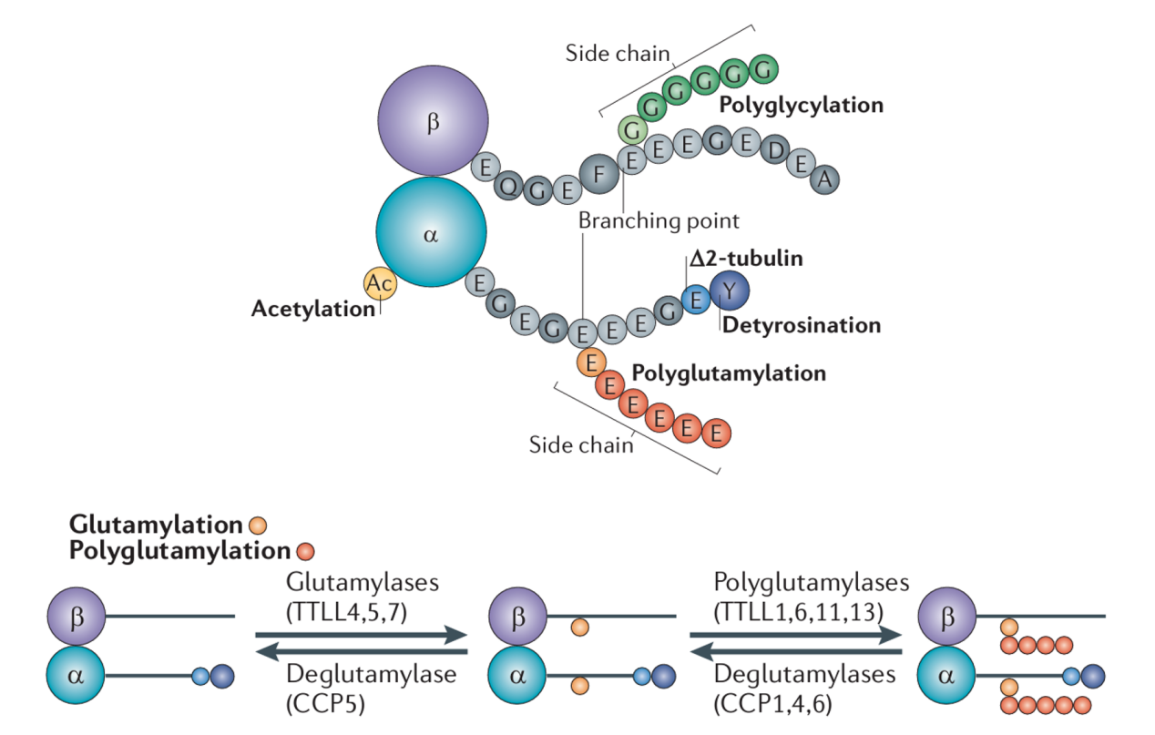 polyglutamylation-analysis-service1