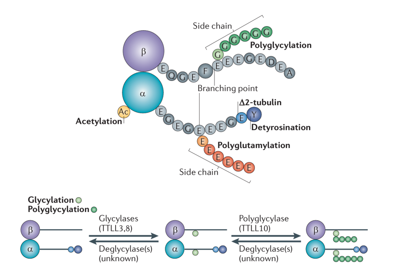 polyglycylation-analysis-service1