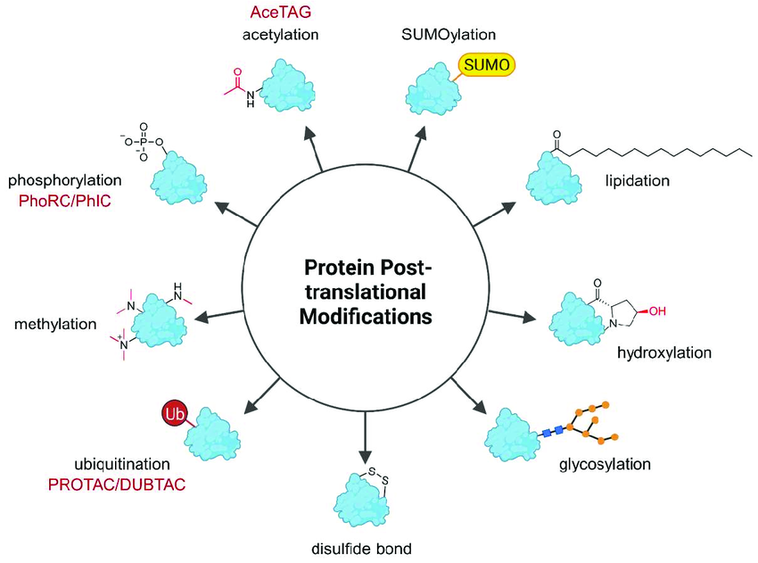 1976905736290684928-post-translational-modifications-proteomics-analysis-service1.png