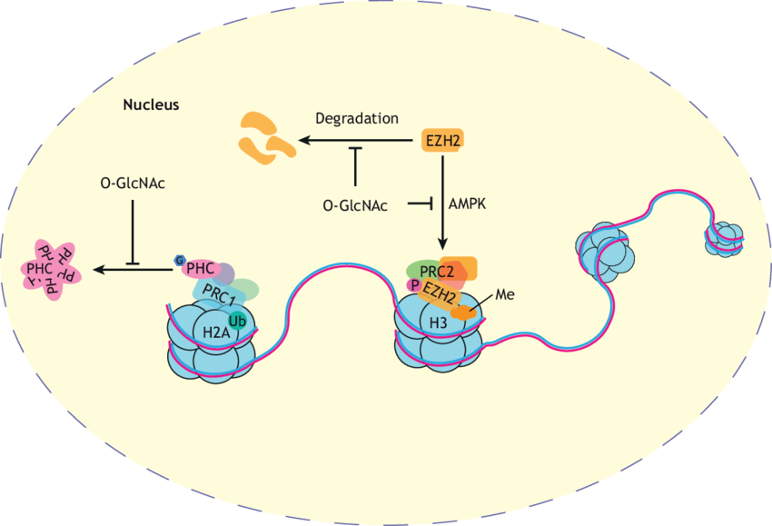 1976913336176594944-glycosylation-and-related-modifications-analysis-service1.png