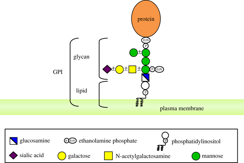 1976913749860798464-glycosylation-and-related-modifications-analysis-service2.png
