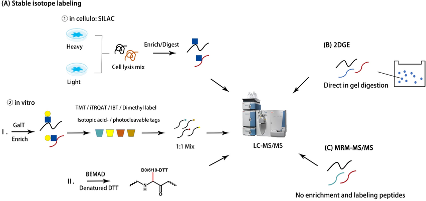 1972916133791649792-o-glcnacylation-analysis-service1.png