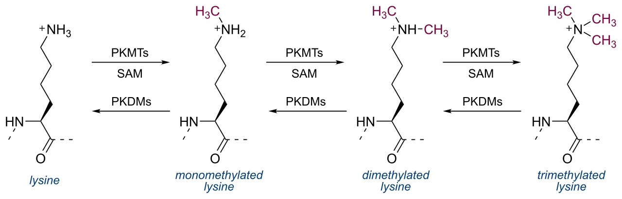 1972916693383106560-lysine-methylation-analysis-service1.jpg