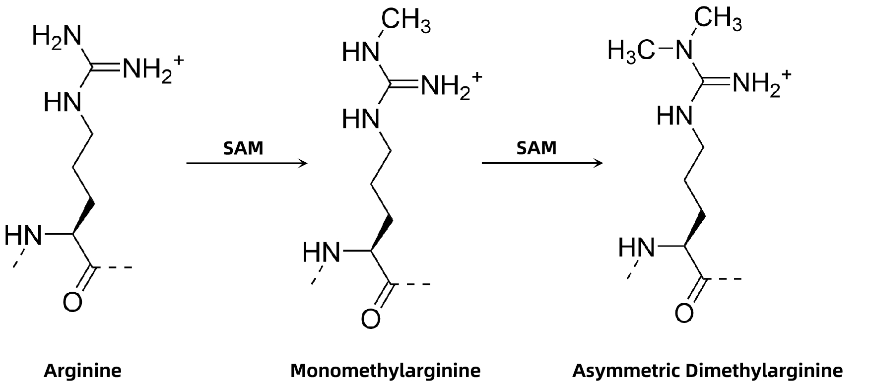 1972917306686820352-asymmetric-dimethylation-analysis-service1.jpg