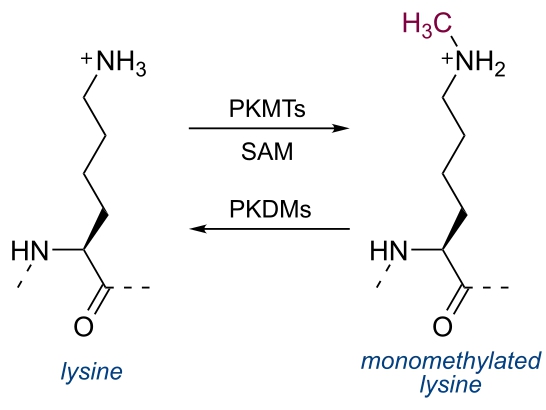 1972918976313413632-monomethylation-analysis-service1.jpg